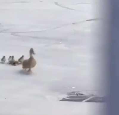 That last duckling though