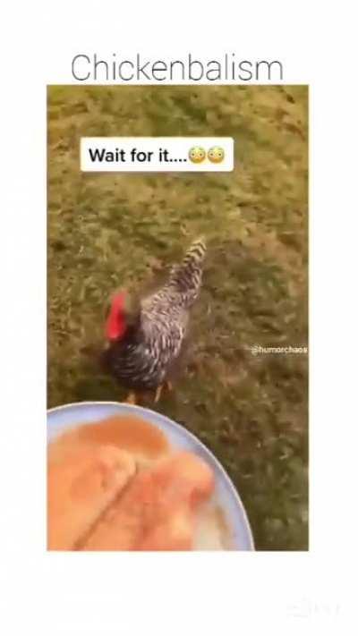 What the chicken doin?