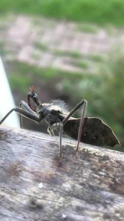 This monster of a bug with a fake looking face. It’s body is about an inch long.