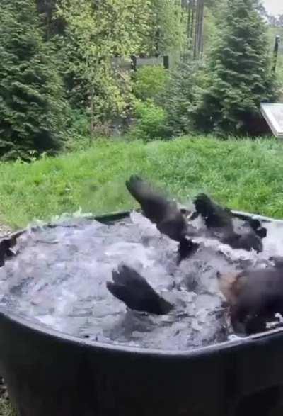 Black bear plays in his tub