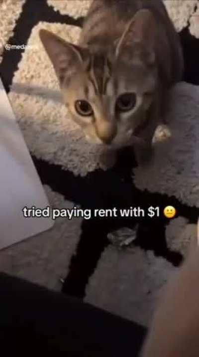 Fellow landchads, this rentoid tied to pay only 1$. What would be an appropriate response?