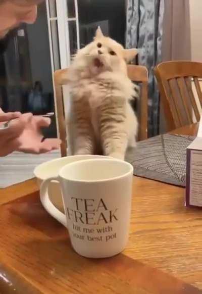 This was the reaction of a cat that tasted ice cream for the first time.