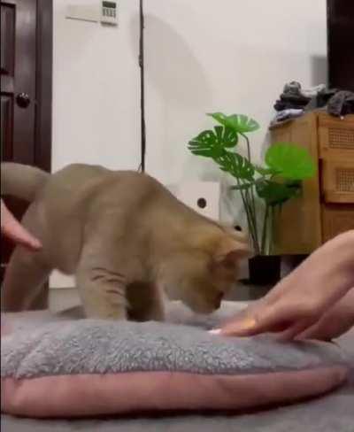 Move aside and let the master baker show you how itâs done.