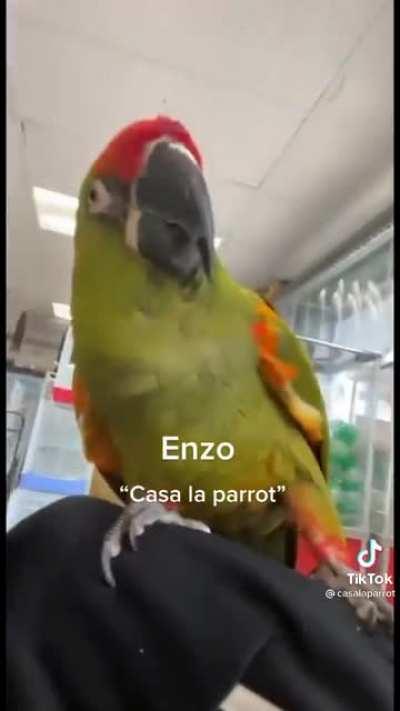 Spreading Birb Love: Day 15