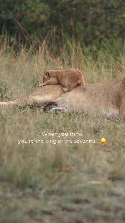 The king of the savanna had a forced landing.