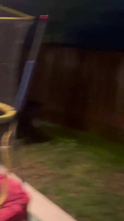 Mr. Bear just checking things out!