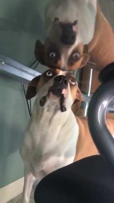 Vietnam Vet having flashbacks of all the good pups lost.