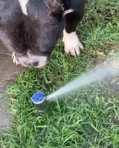 Da dog be thirsty