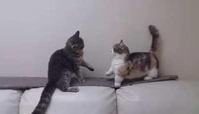 'Don't even try, darling'