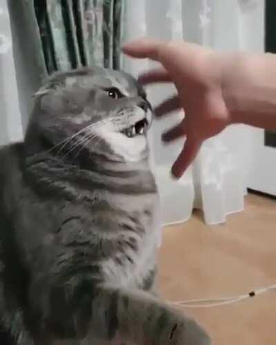 Cat loading reaction