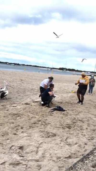 poor Pelican with a hook in its mouth 😔