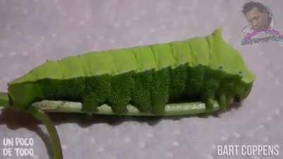 Que increíble la naturaleza