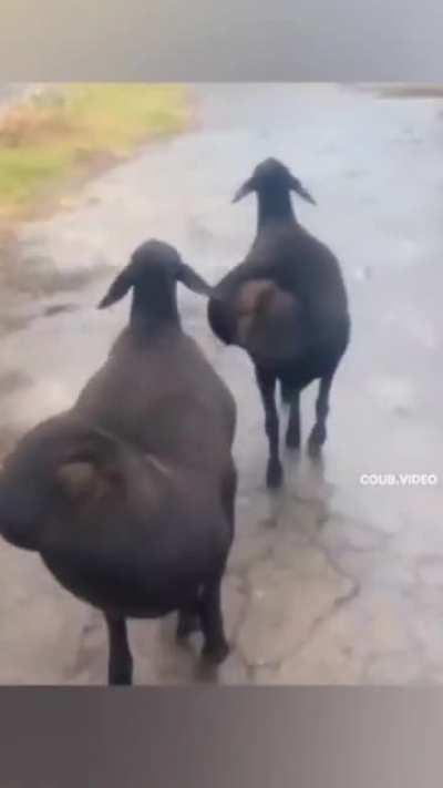 I didn't know goats came in supersize like this