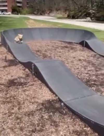 Good boy doesn’t need wheels to have fun