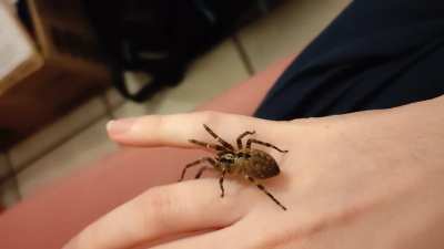 This beautiful spider hid in my room for warmth ... Look at how gentle she is ! 
