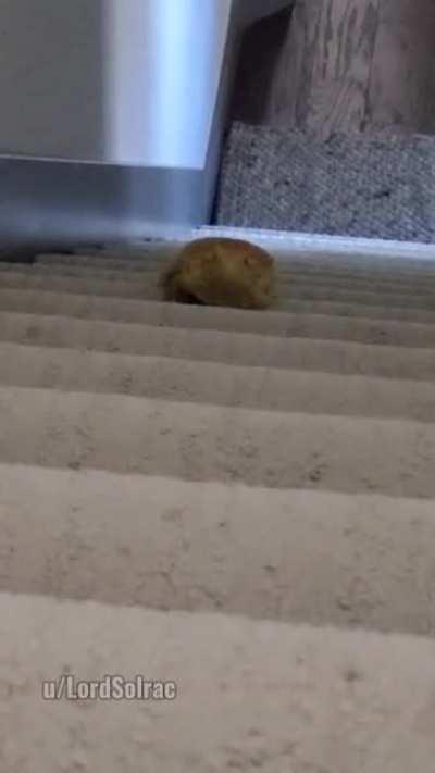 Frostbite likes to roam the house while we're home and sometimes we find her upstairs - Now I know how she gets up there 😂