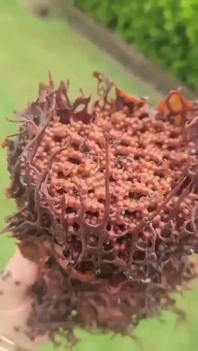 Tetragonula hockingsi bee colony, native to Australia