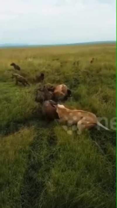 🔥 Lions vs Hyenas