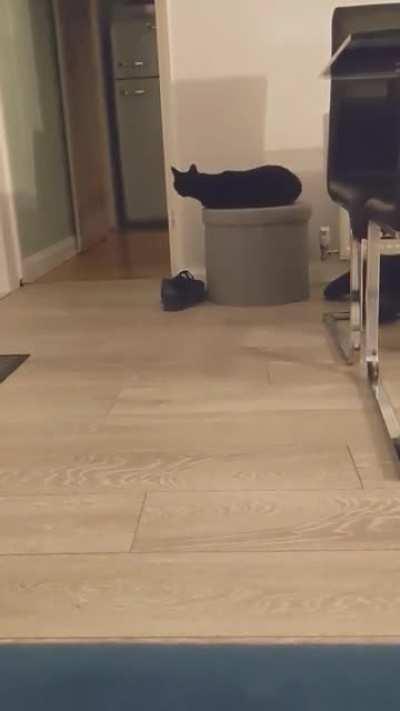 Does my cat look toward or away from you?