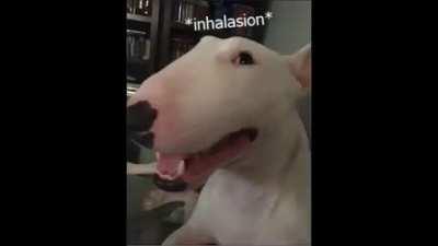 Los trabajos de inglés con los compañeros de clase be like