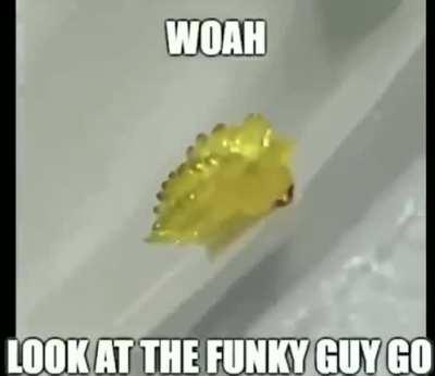 I was sent this and I have no idea what bug it is...