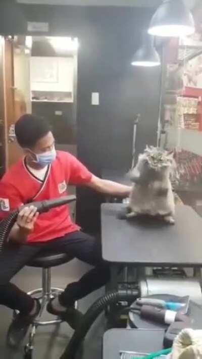 It's the eye of the tiger