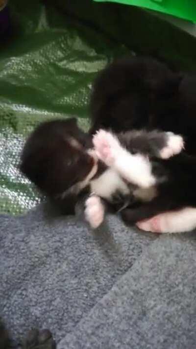 Tiny criminal attacks brother then self