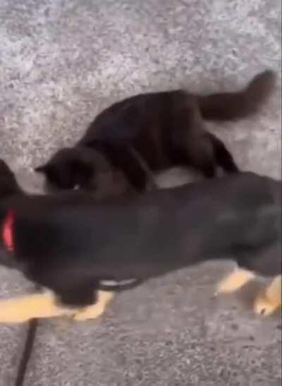 Shhh...Go To Sleep, Kitteh