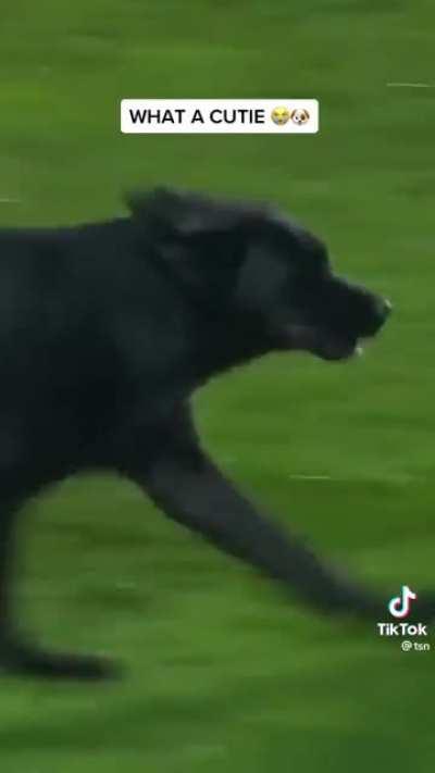 Football players and referee trying to remove dog from pitch