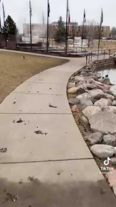 Hi Goose 🥰 Credit: jimwedin (TikTok)