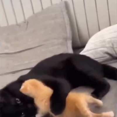 Black cats baby passed away so her owners fostered an orange kitten