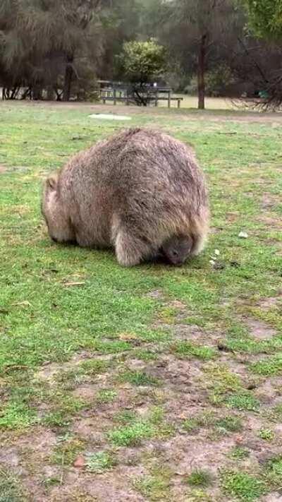 On Maria island, Tasmania