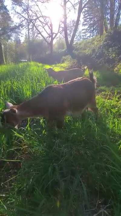 Daily Goat Walk in Oregon.