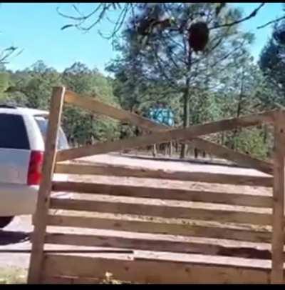 CDS grupo flechas patrol & cloned/stolen municpal police vehicles