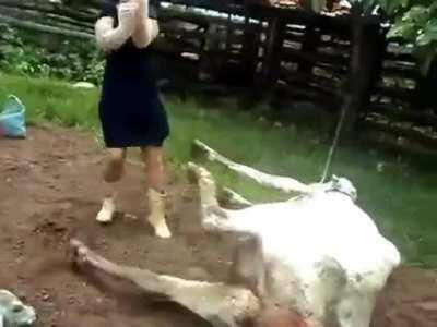 Laboring cow kicks a woman in the face