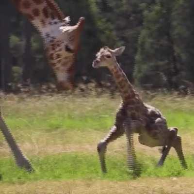 Within hours of leaving the safety of their mum’s womb, young giraffes can stand, feed, and walk, which is particularly important when they need to follow their herd away from the threat of ferocious carnivores.