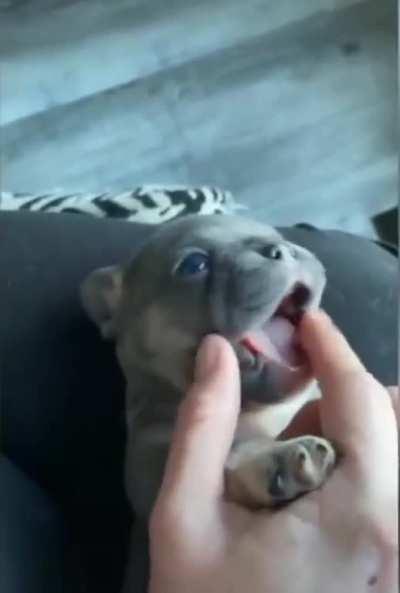 Sweet little guy. I think he needs a name !