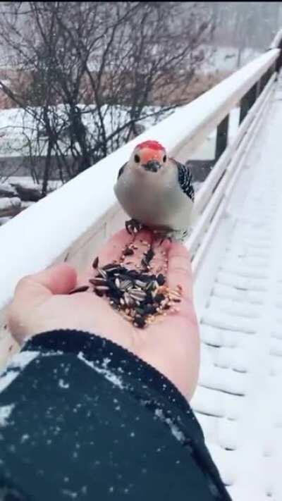 When a wild bird decides to trust a human