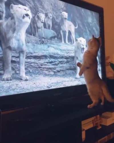 Don't get scared...all Lions are on TV only