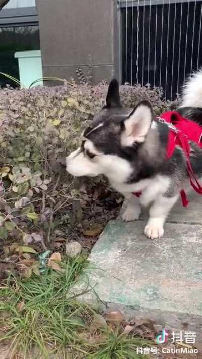 Corgi + Husky = Corky 😂