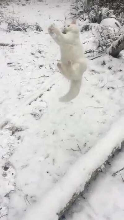 My fluffy boy loves the snow!