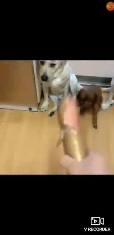 Destruction of Property Case: The Crew Would Soon Identify the 'Pupetrator'