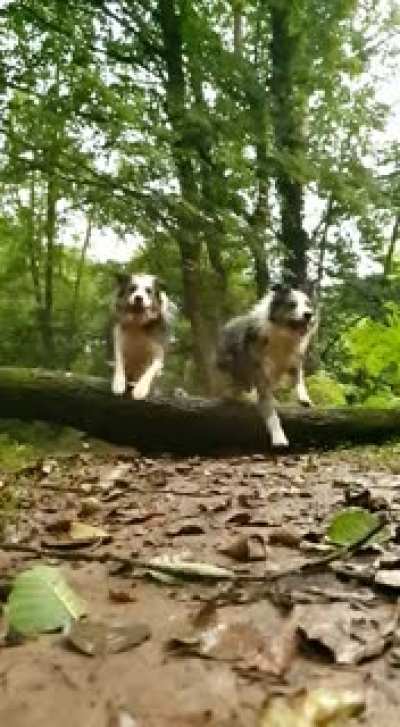 Hot pursuit!