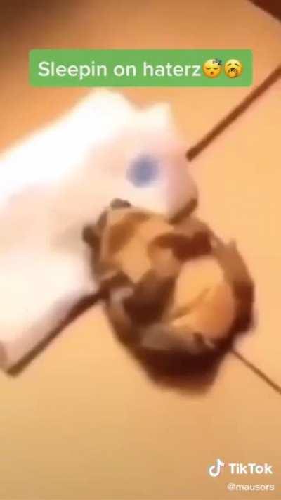 Mentalidad del tiburo 🔥