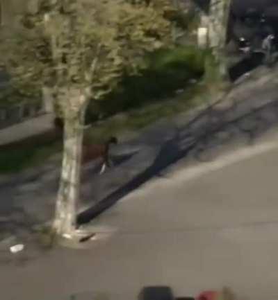 A late entry in the bike race