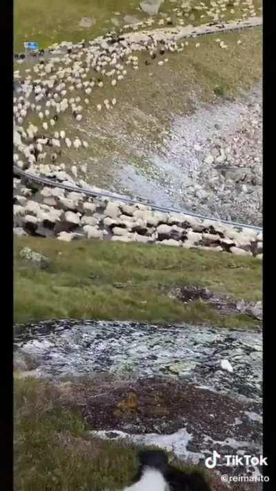 Wth do you have to do to piss off THIS MANY SHEEP?!