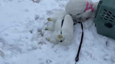 Despite improvements to his head tilt, Tristan was not ready for snow