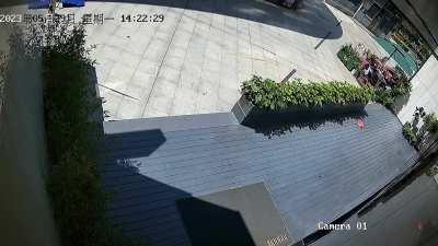 Live alligator falls from high-rise building 