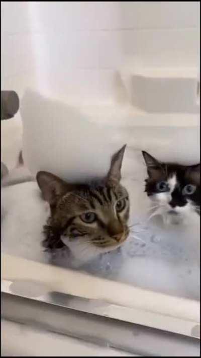 Купание котиков