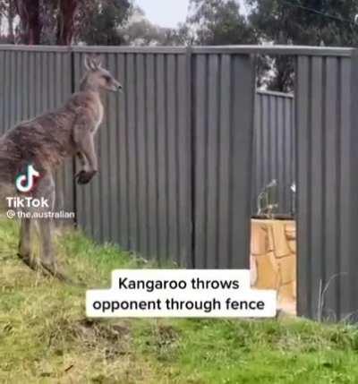 Kangaroo throws opponent through fence. Priceless reaction 😂